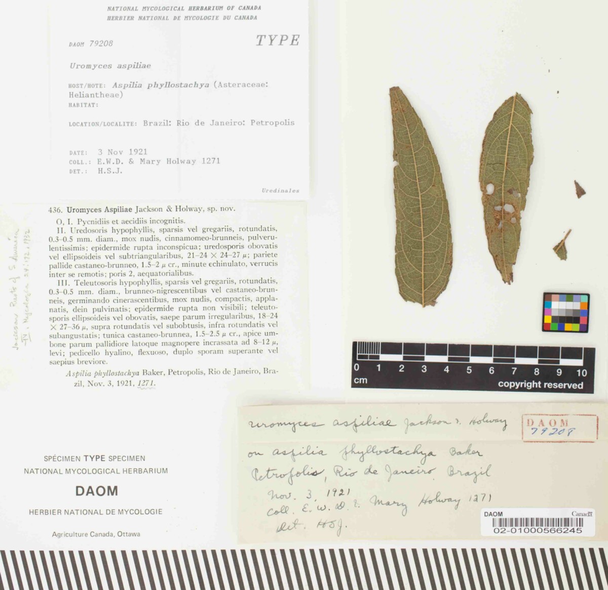 Uromyces aspiliae image