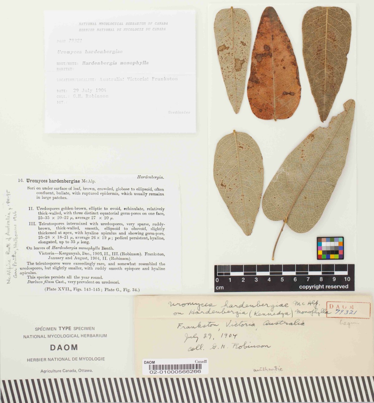 Uromyces hardenbergiae image