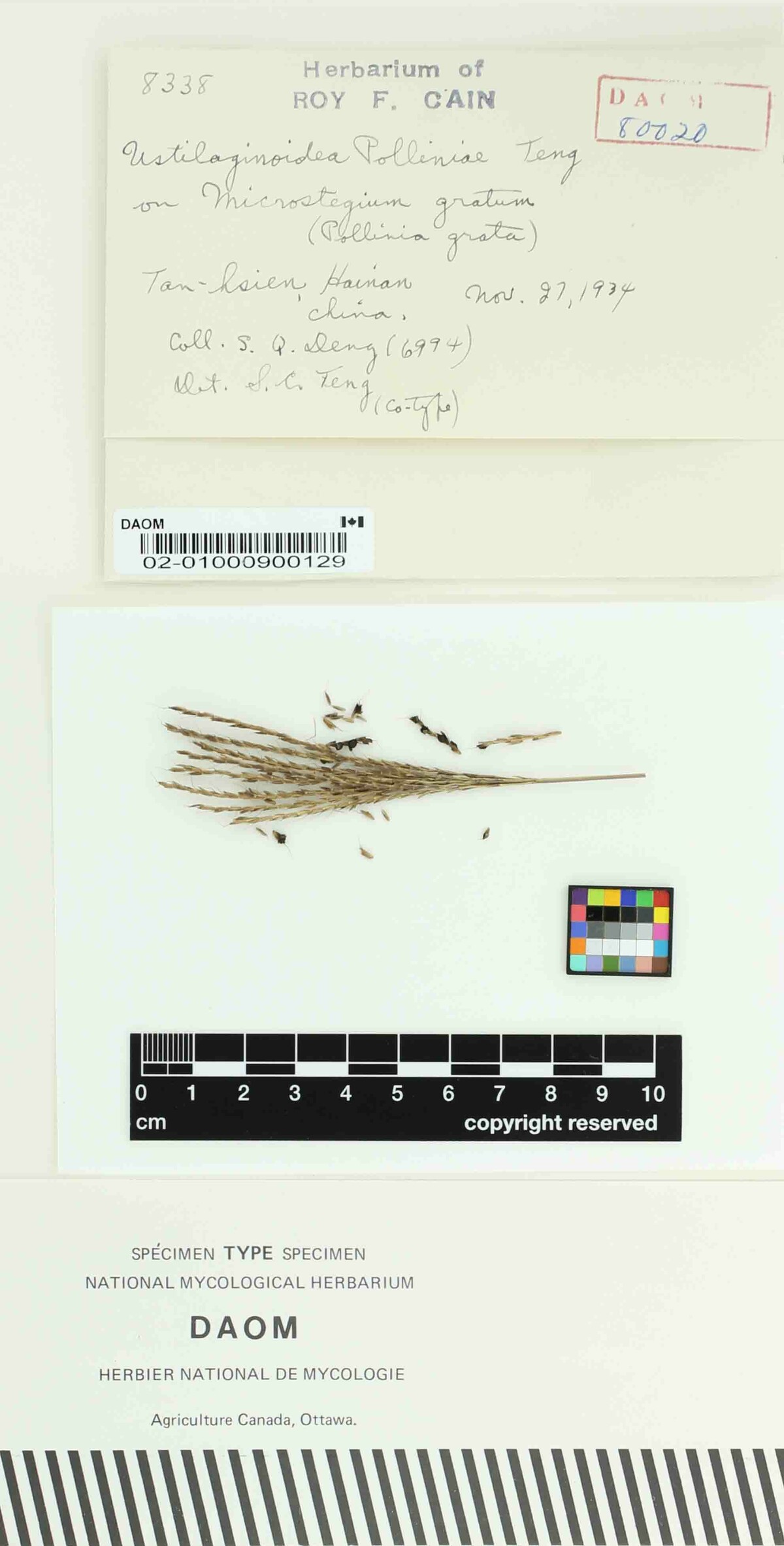 Ustilaginoidea polliniae image