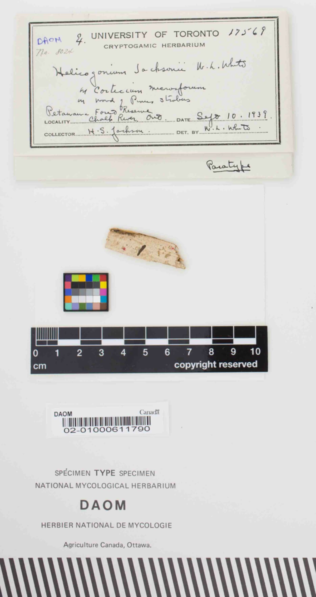 Helicogonium jacksonii image