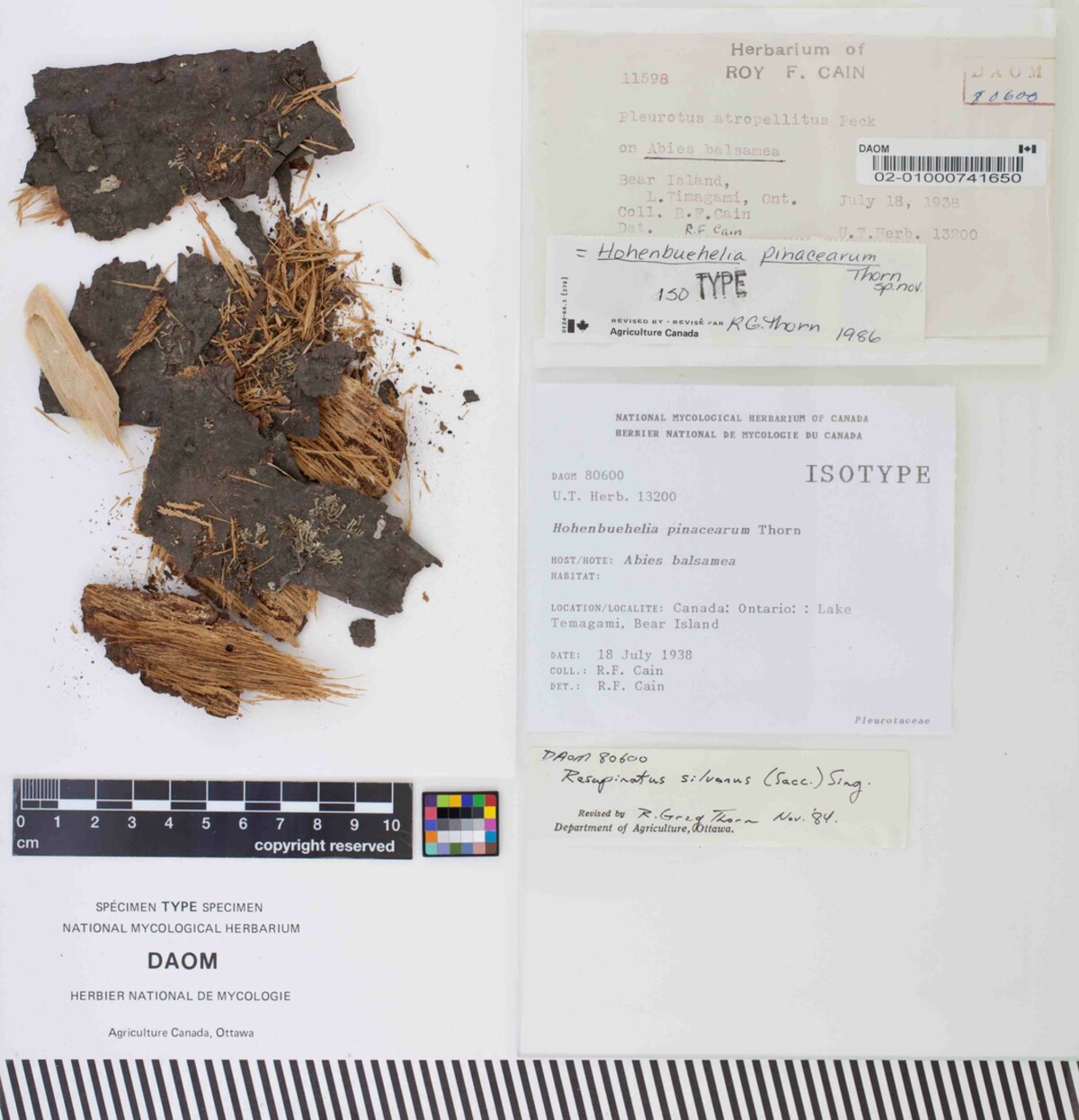 Hohenbuehelia pinacearum image