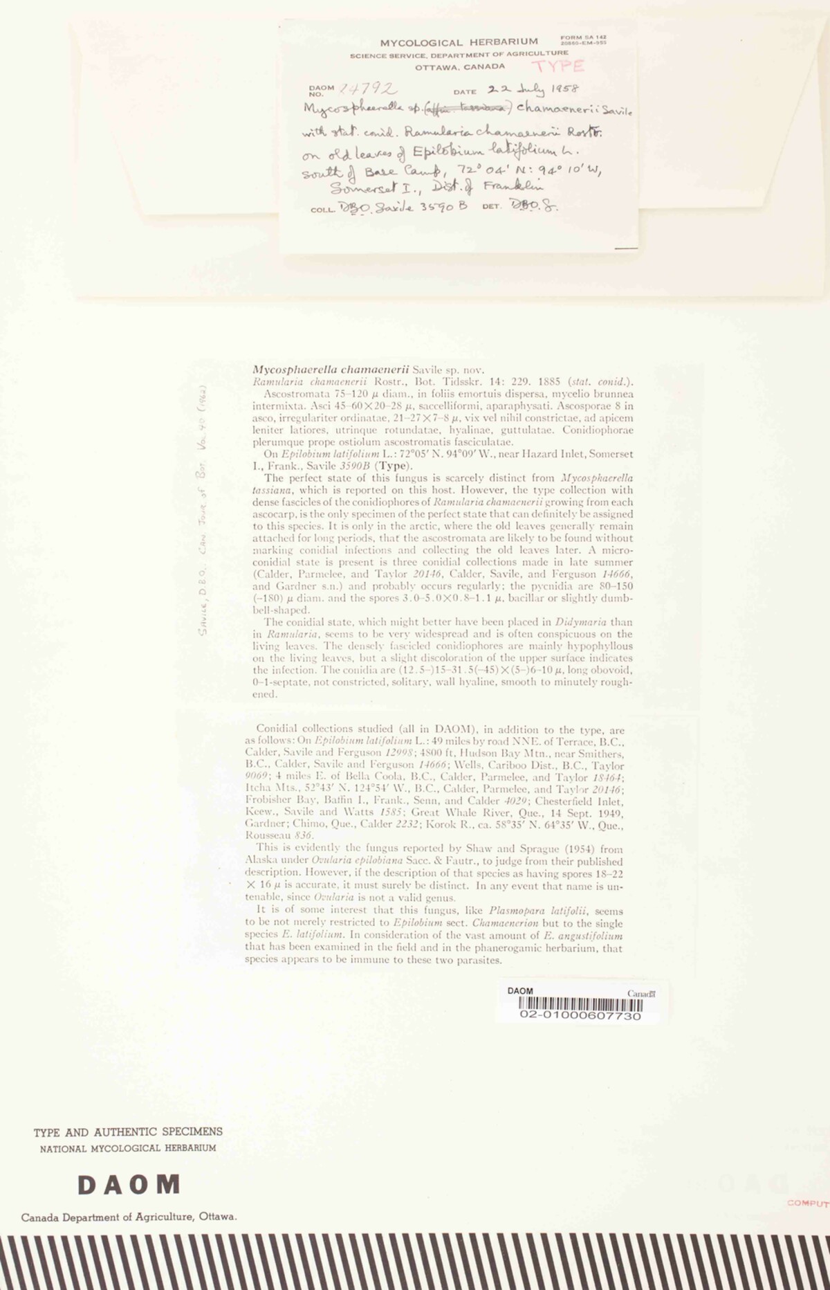 Mycosphaerella chamaenerii image