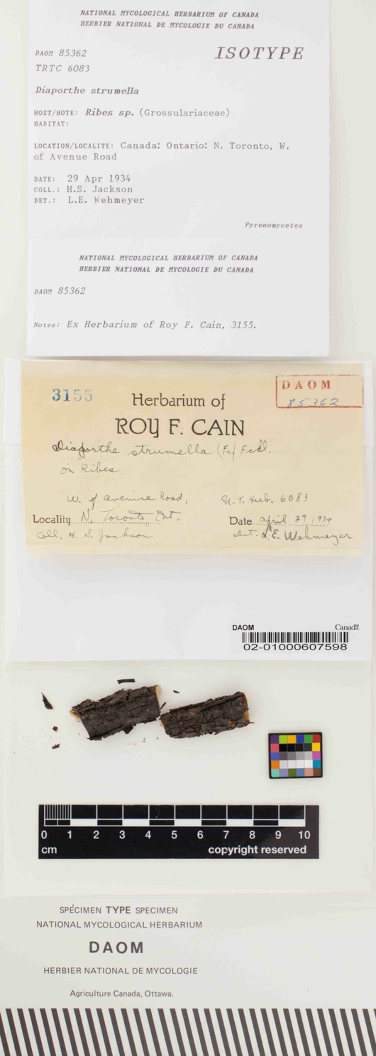 Diaporthaceae image