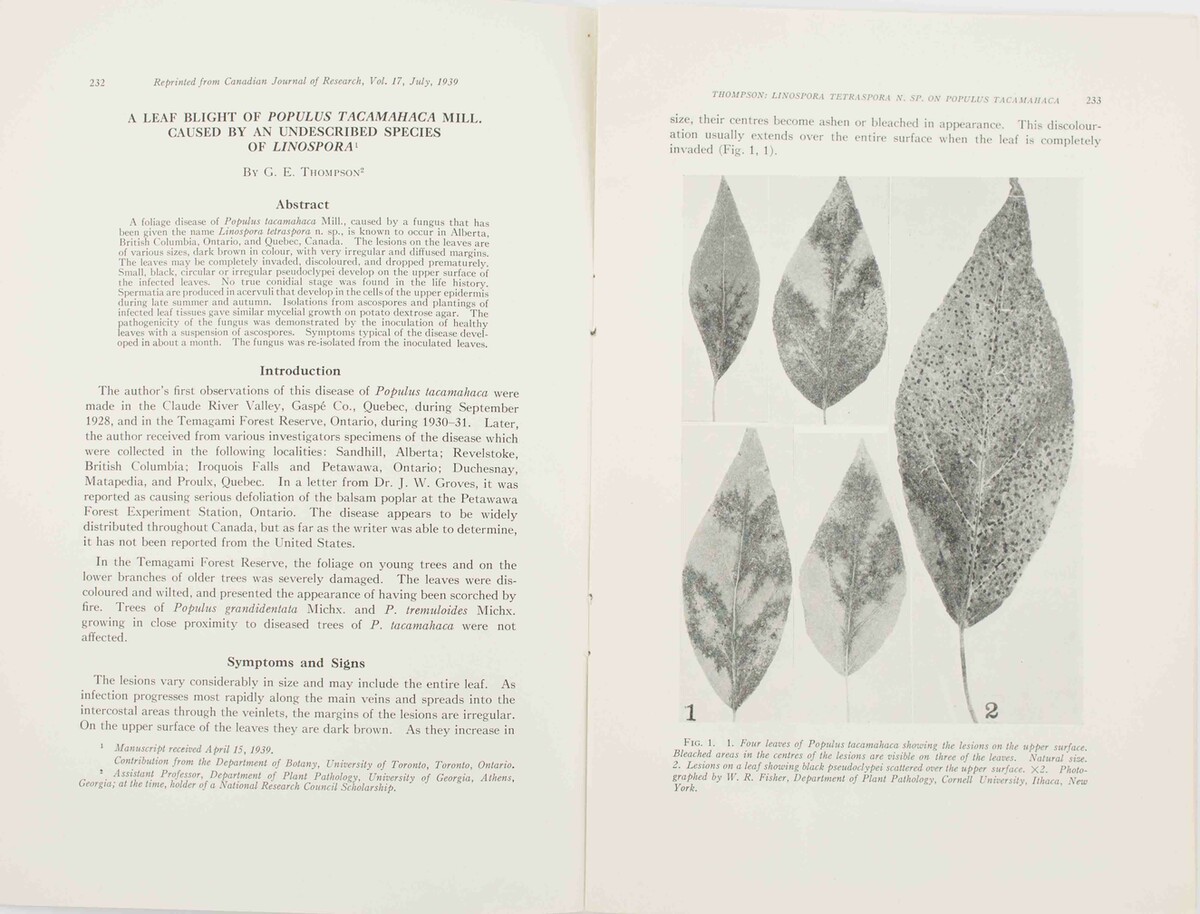 Linospora tetraspora image