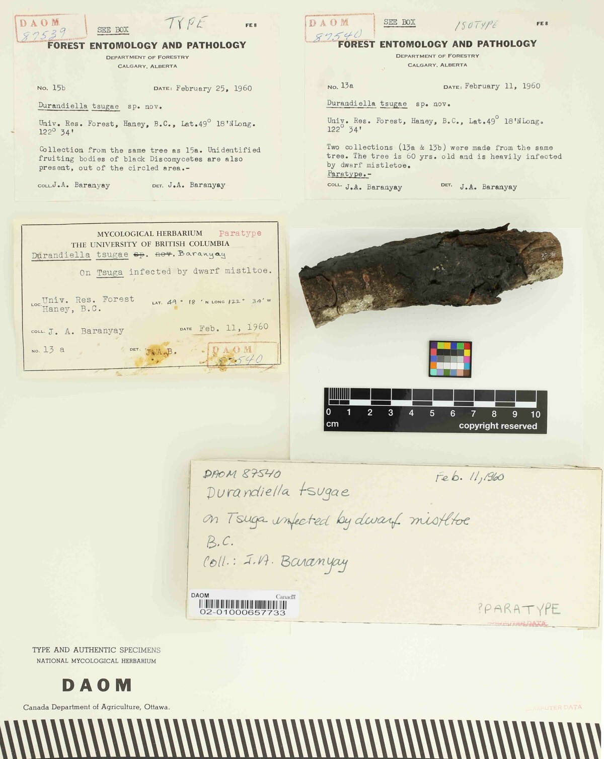Durandiella tsugae image