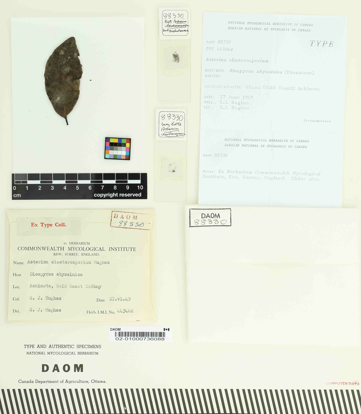 Asterina clasterosporium image