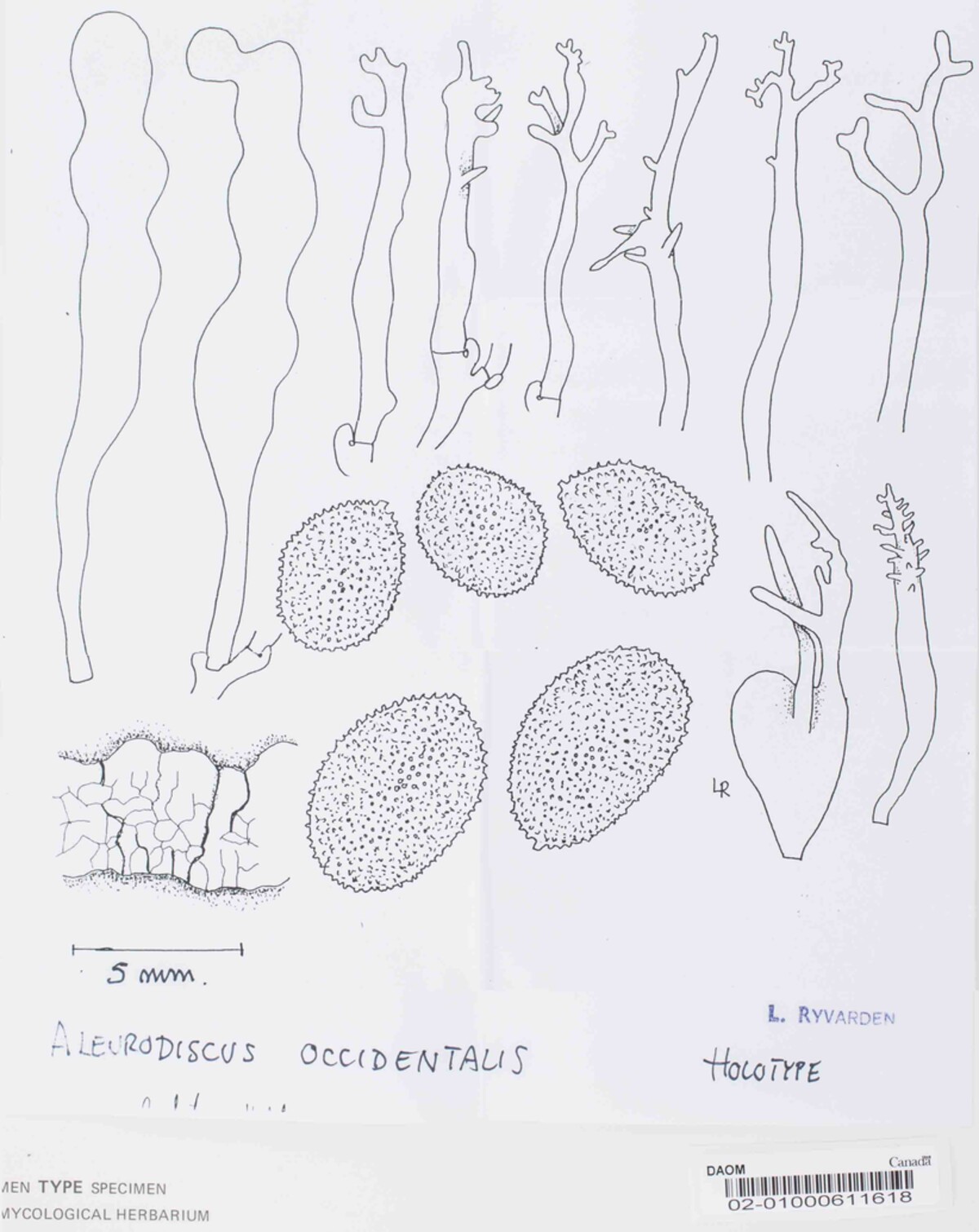 Aleurodiscus occidentalis image