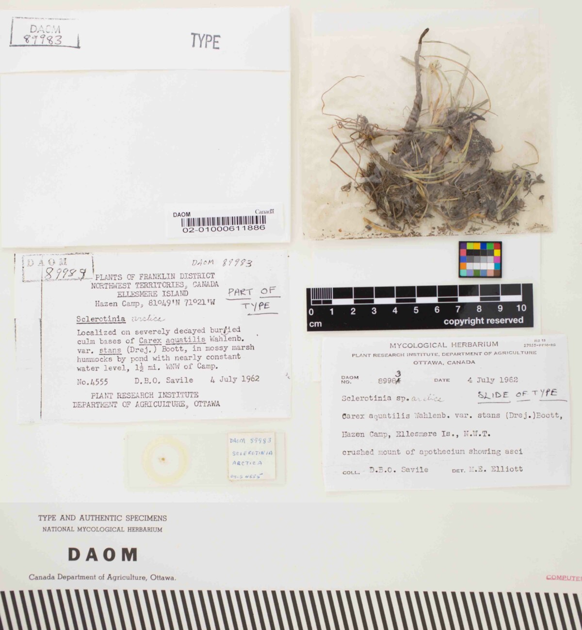 Sclerotinia arctica image