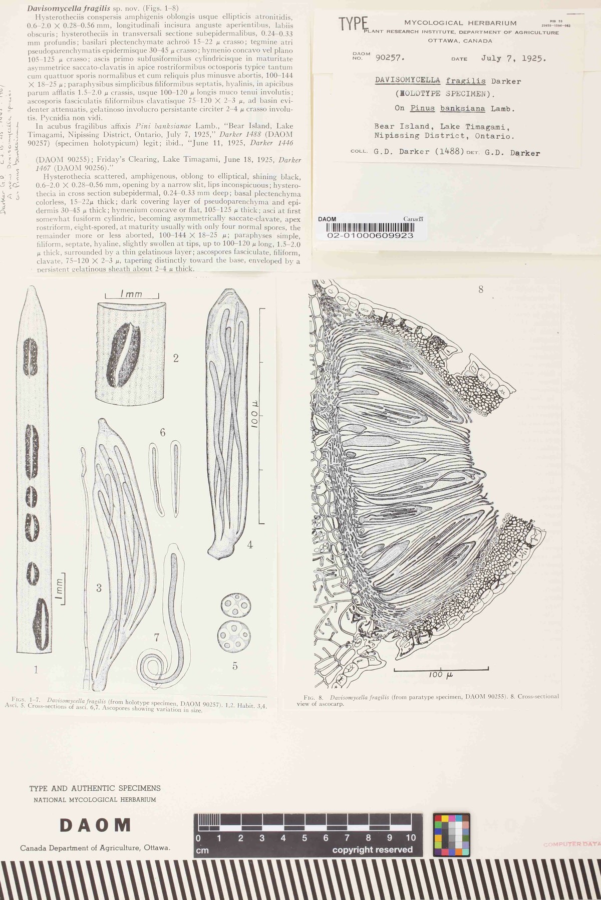 Davisomycella fragilis image