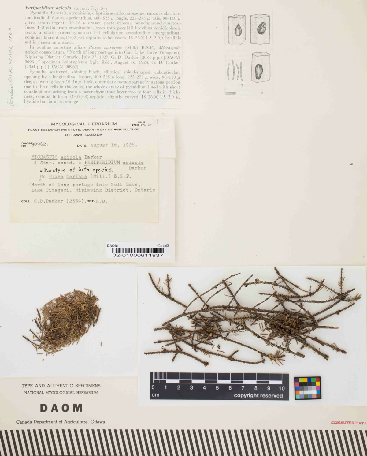 Micraspis image