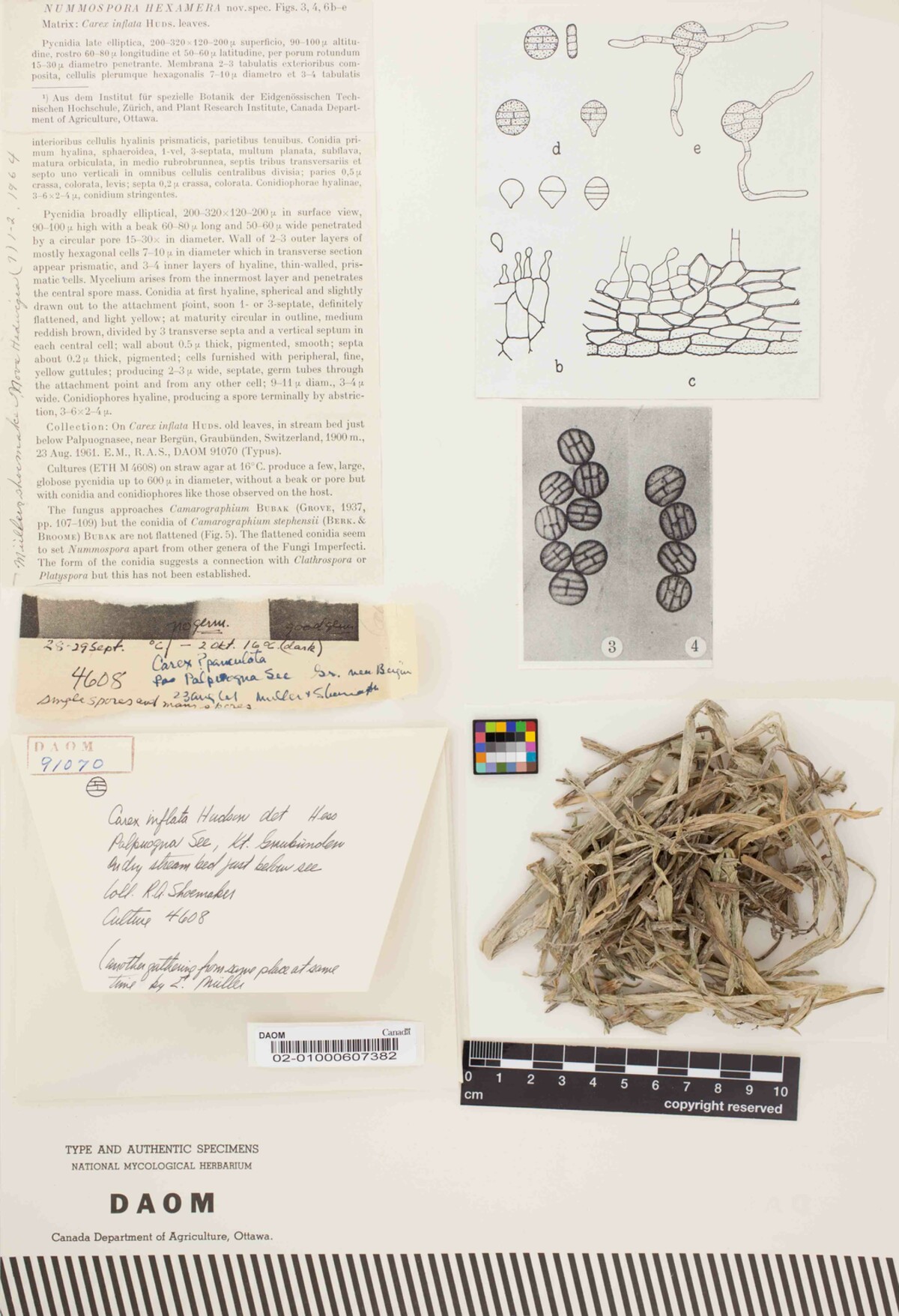 Nummospora hexamera image
