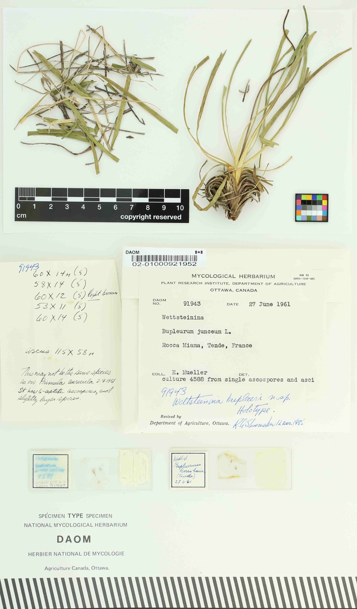 Wettsteinina bupleuri image