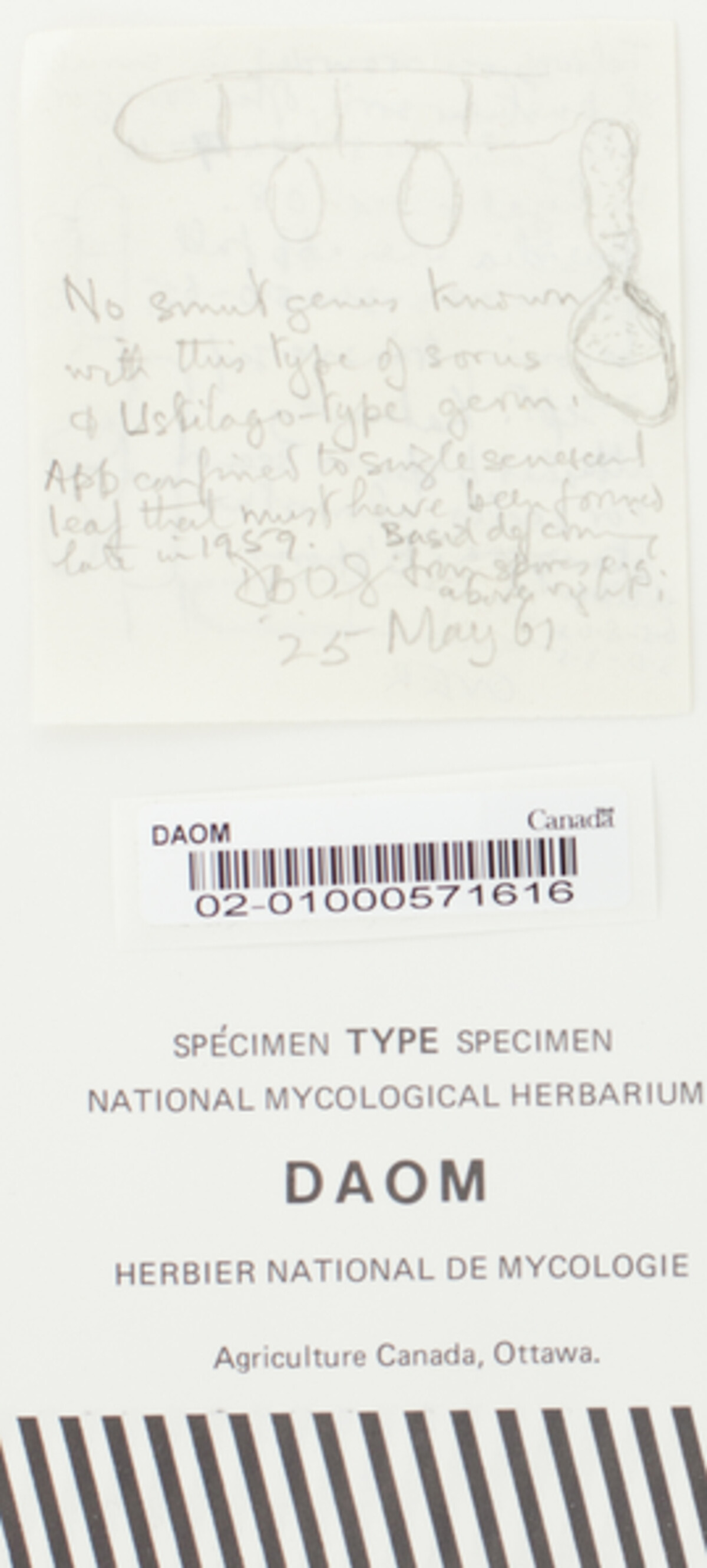 Ustilentyloma pleuropogonis image