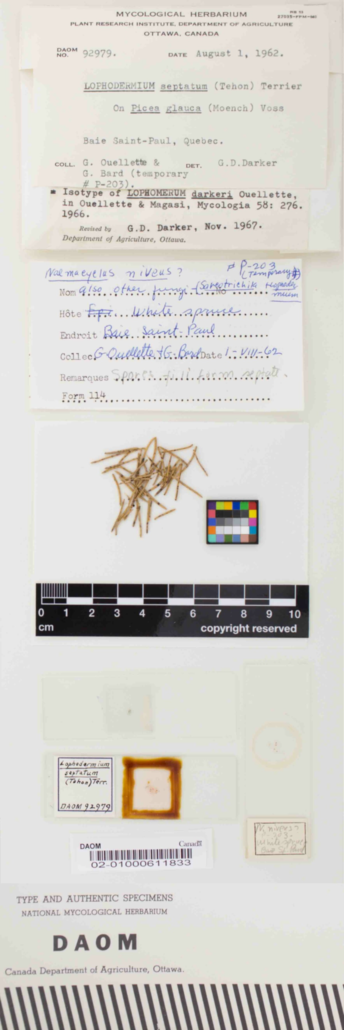 Lophomerum darkeri image