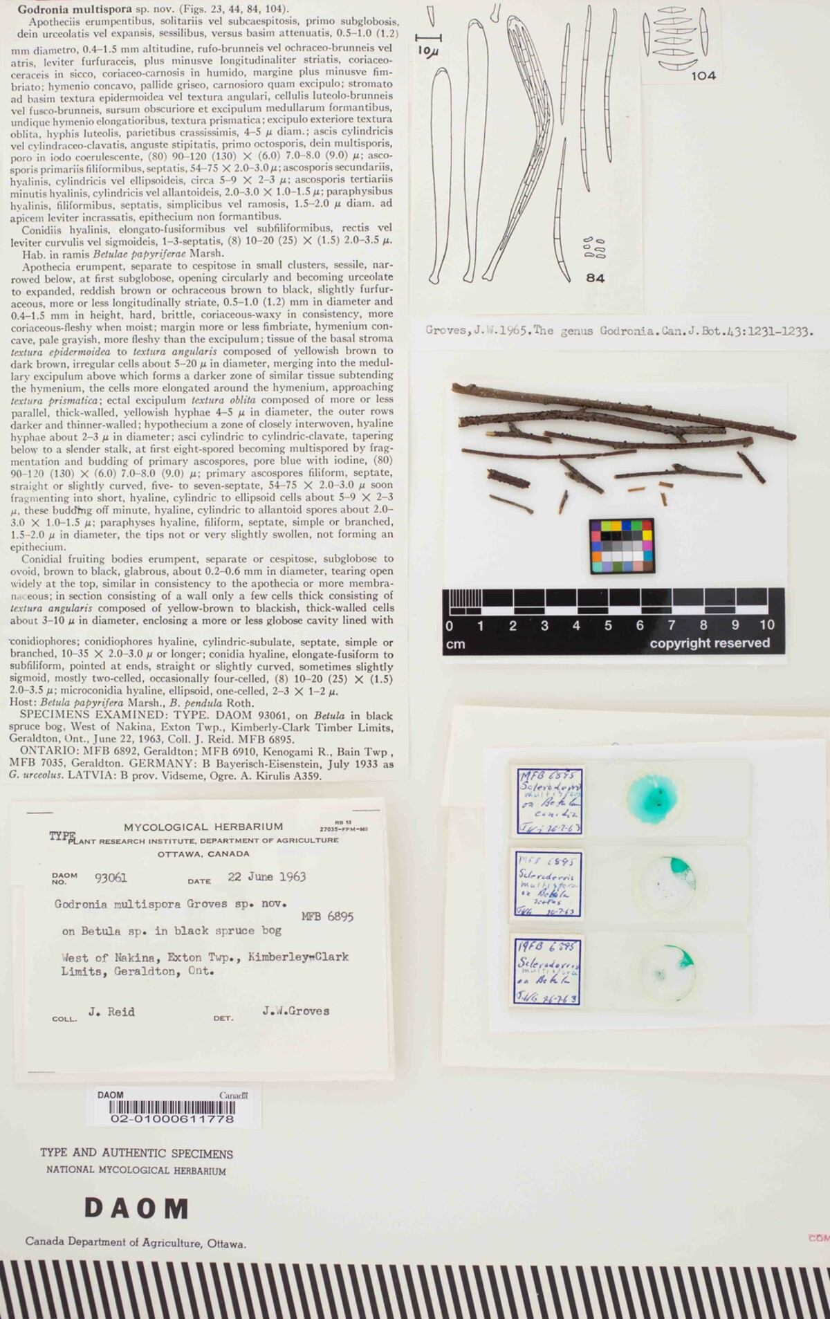 Godronia multispora image