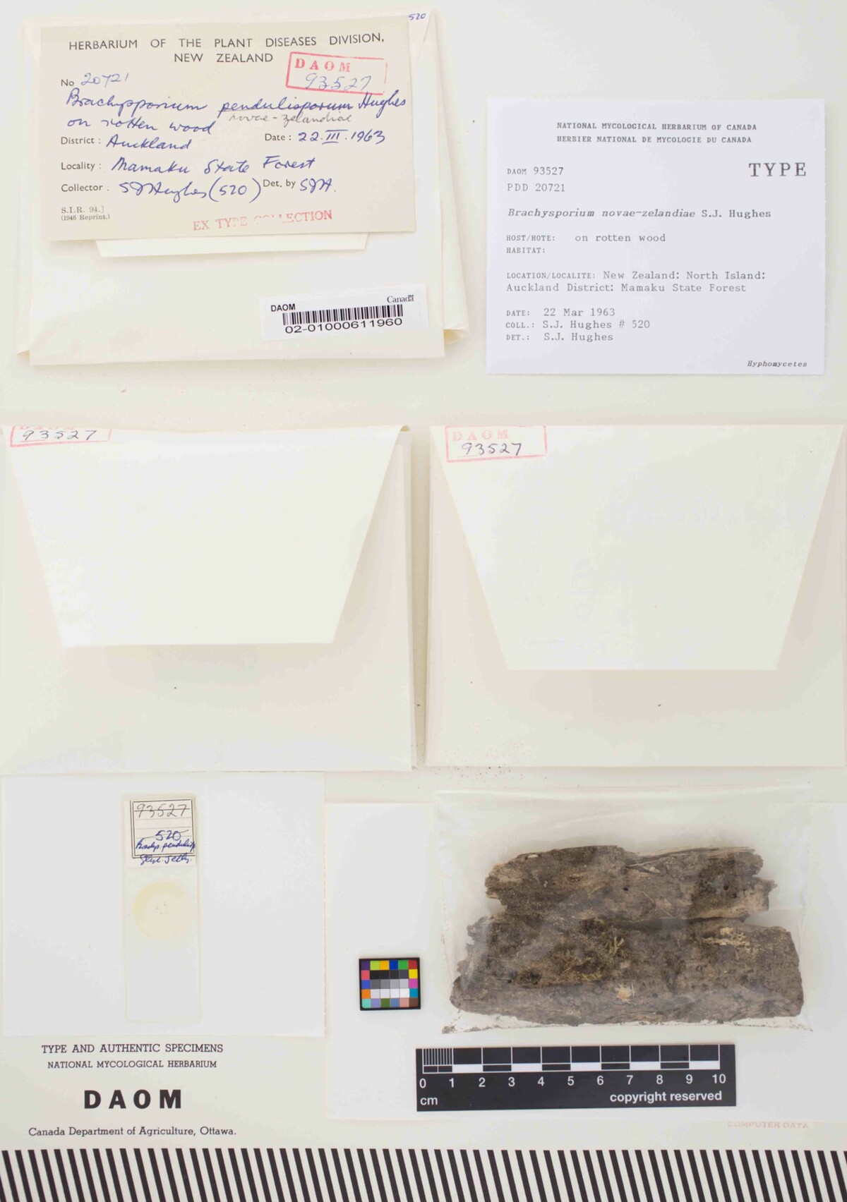 Brachysporium image