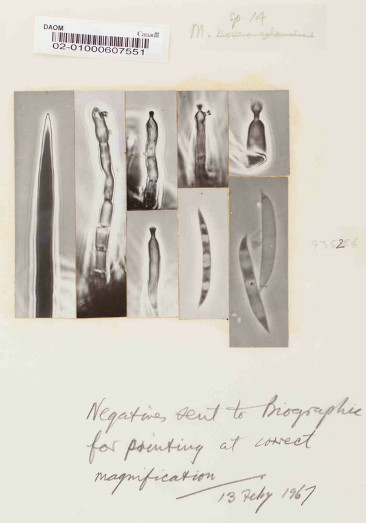 Chaetosphaeria pulchriseta image