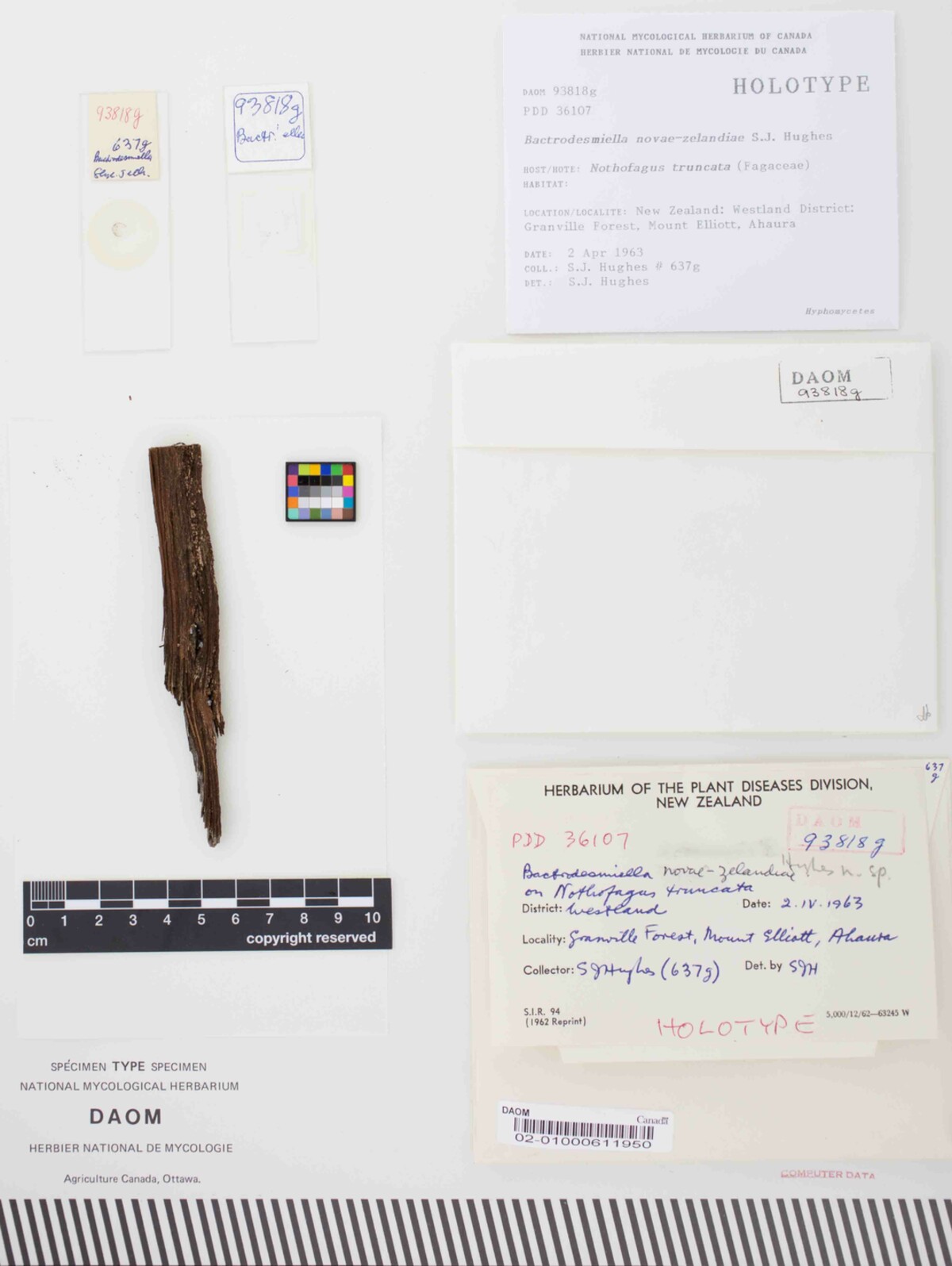 Bactrodesmiella novae-zelandiae image