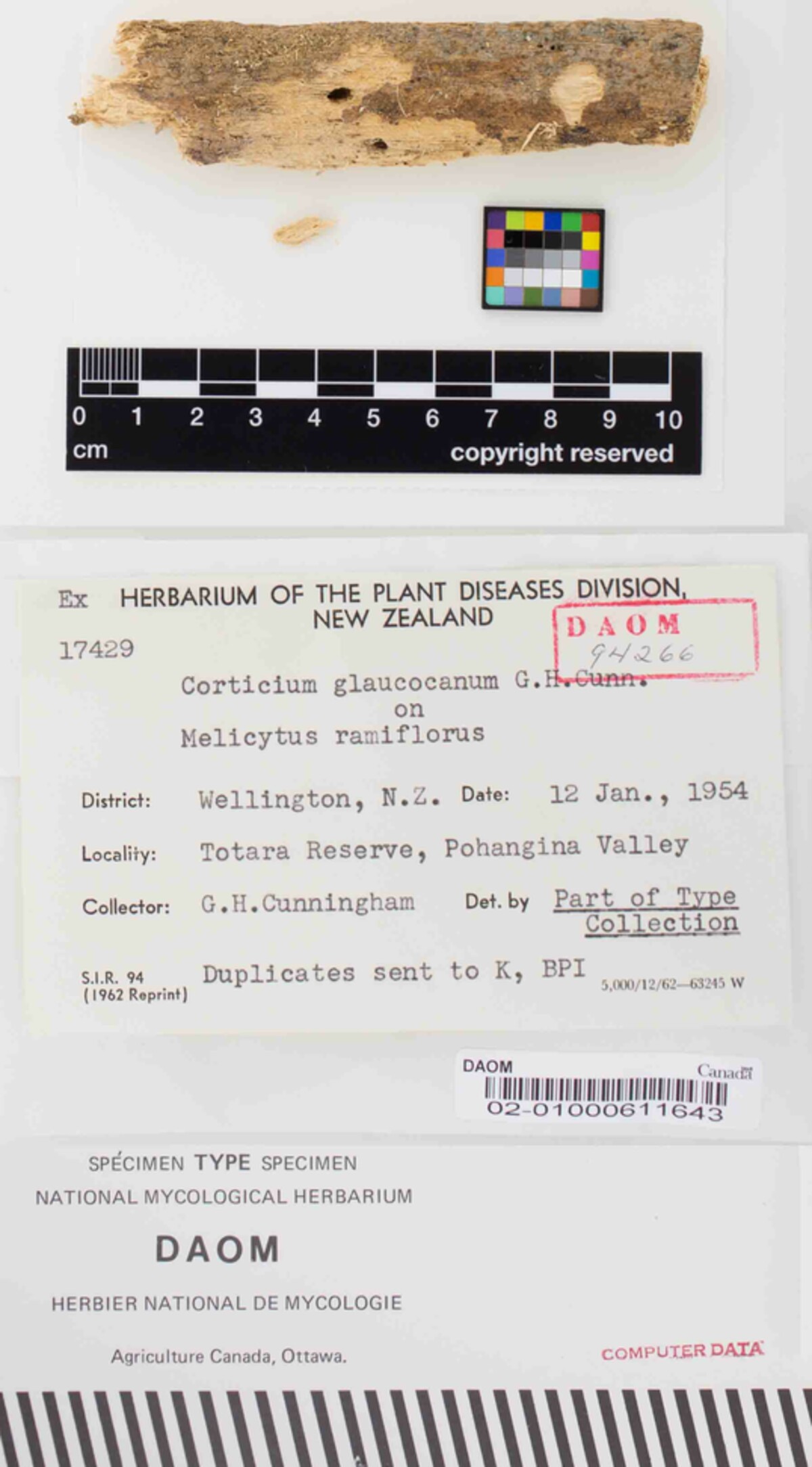Repetobasidium image