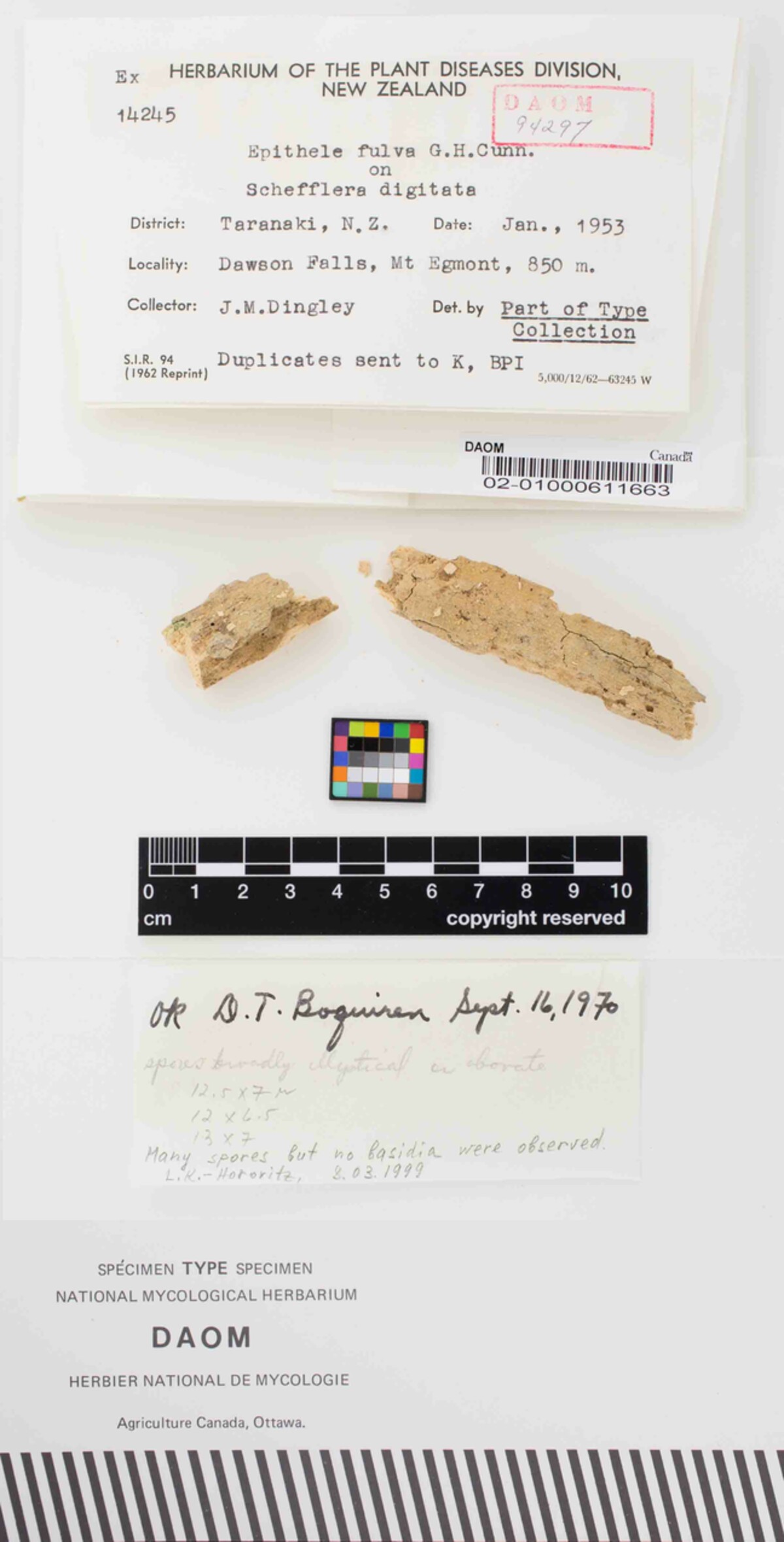 Epithele image