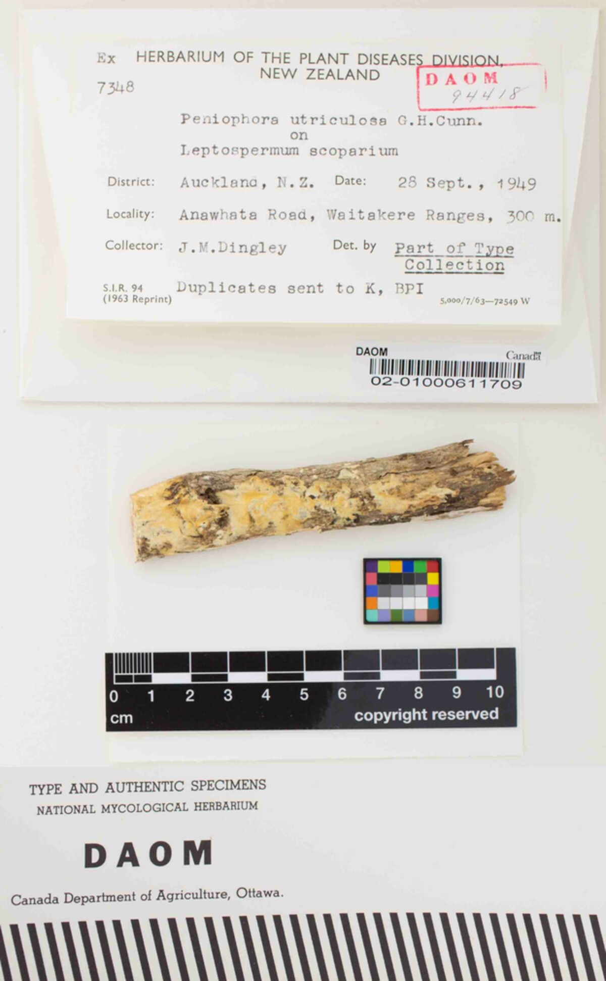 Hyphoderma utriculosum image