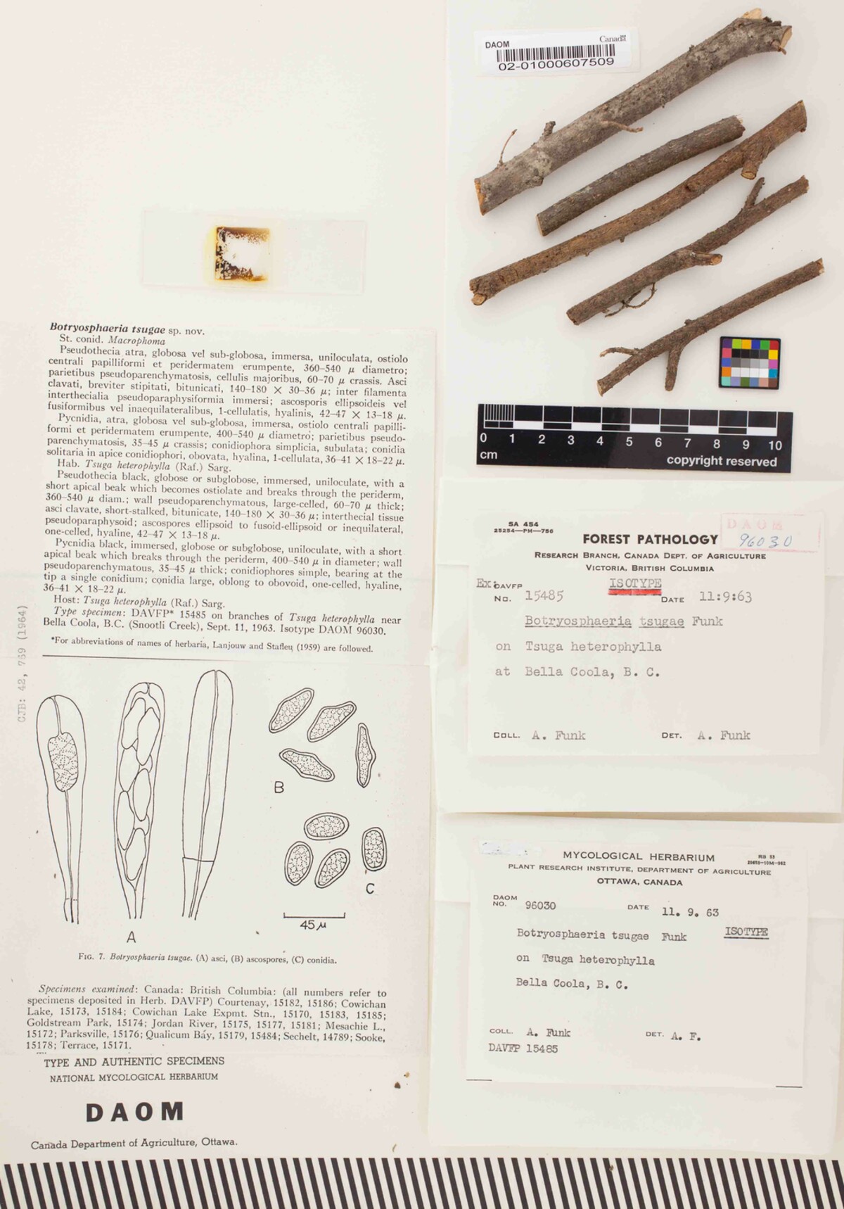 Botryosphaeria tsugae image