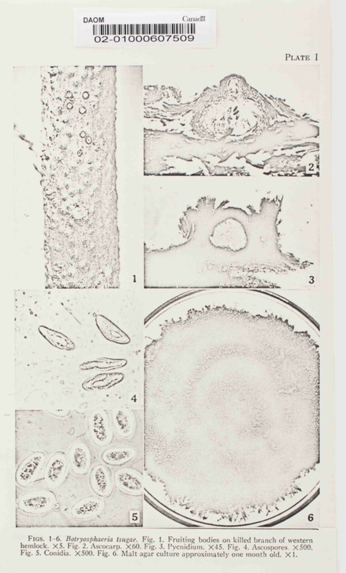 Botryosphaeria tsugae image