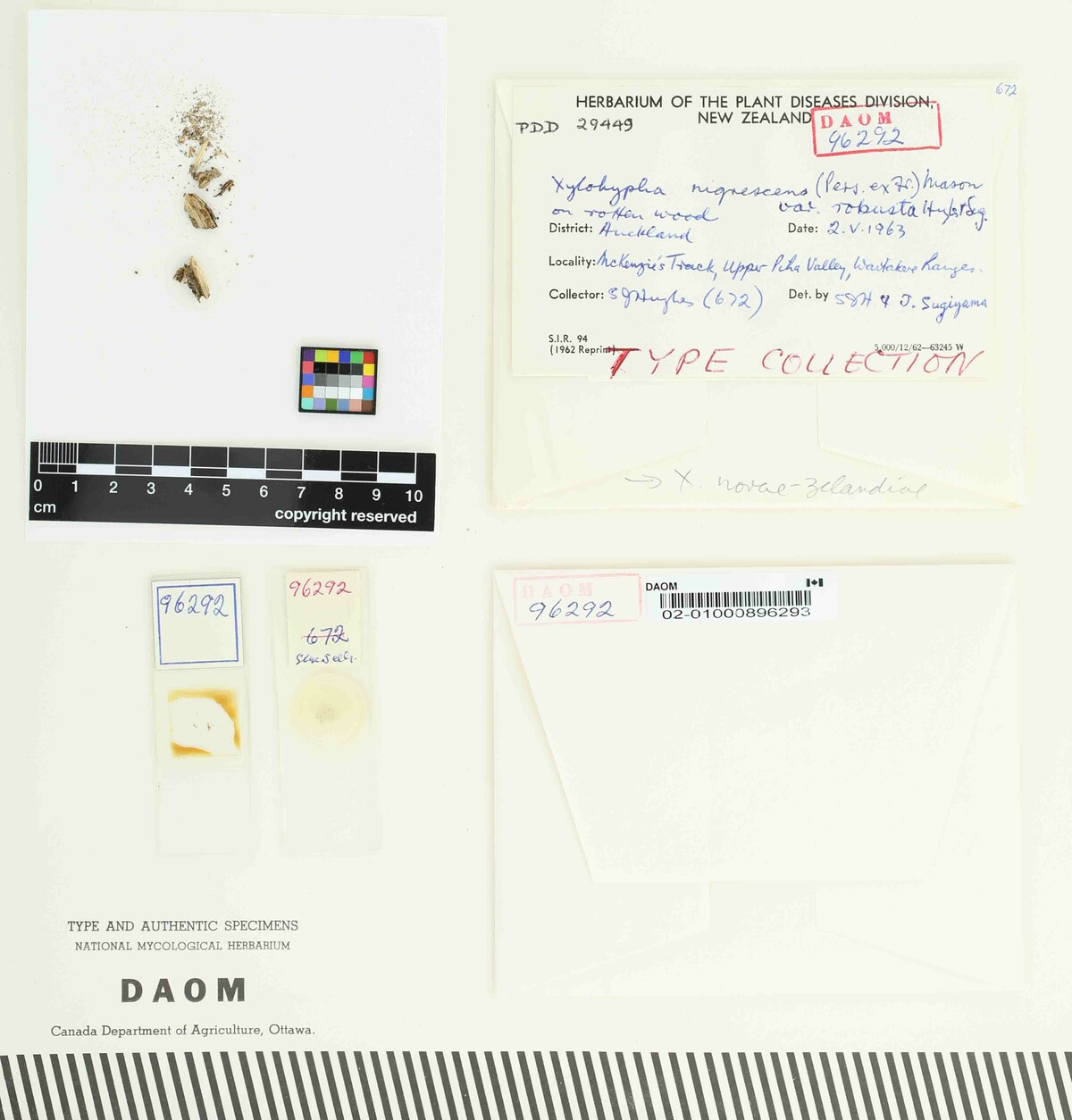 Xylohypha novae-zelandiae image