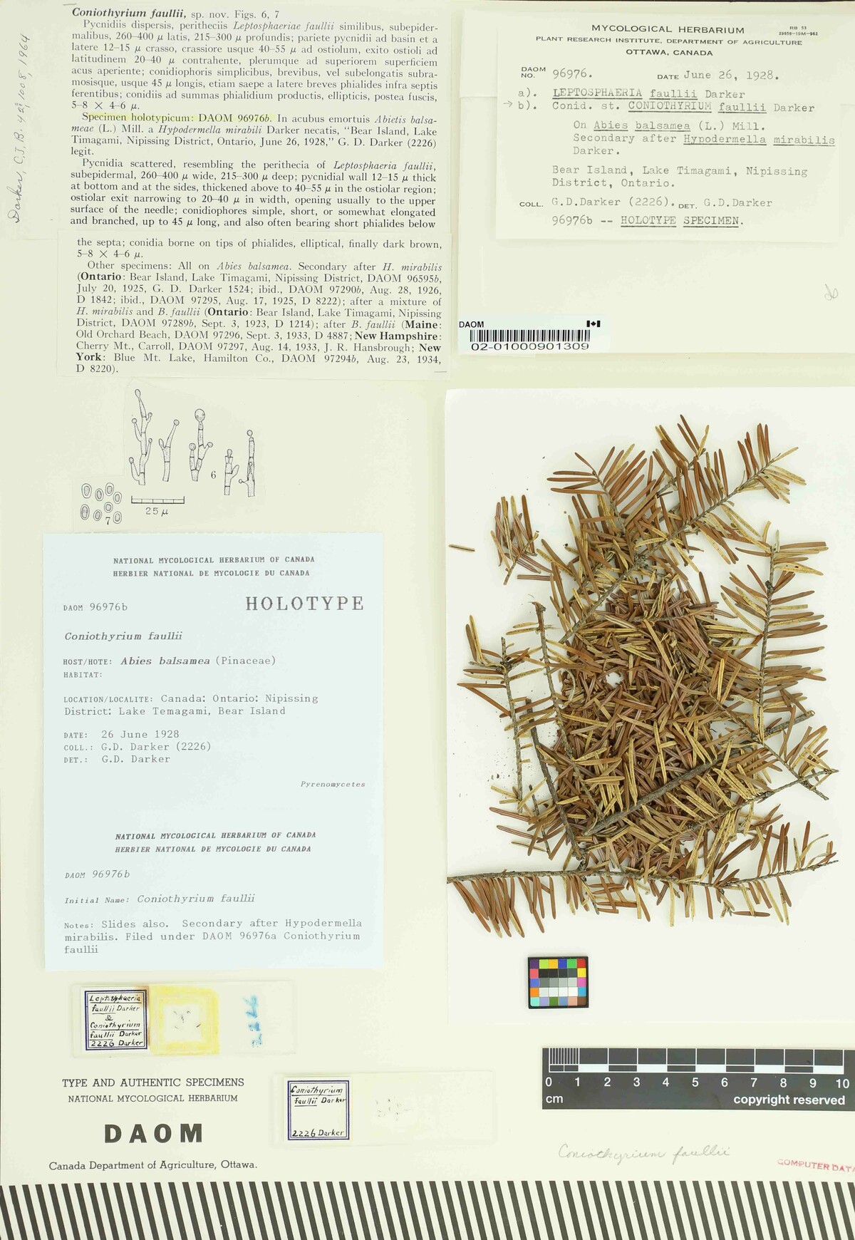 Coniothyrium faullii image