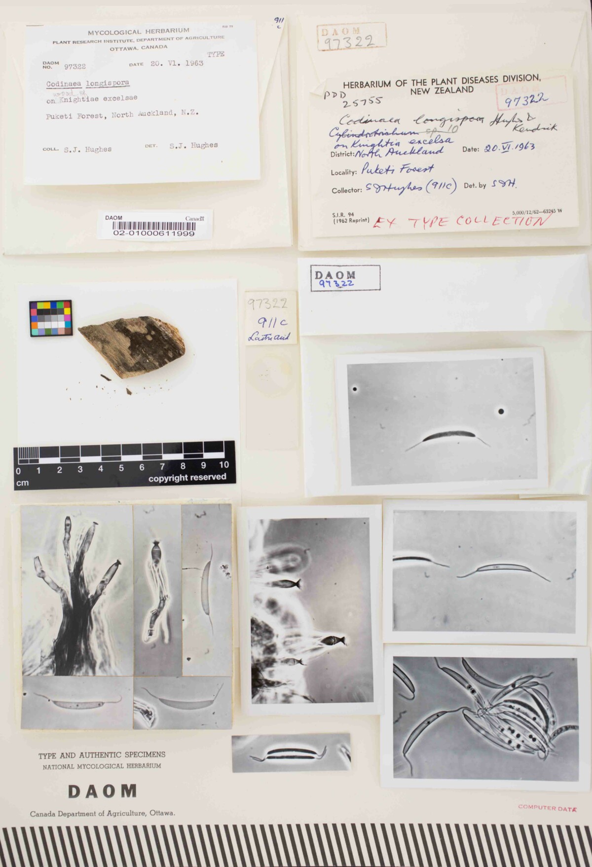 Dictyochaeta longispora image