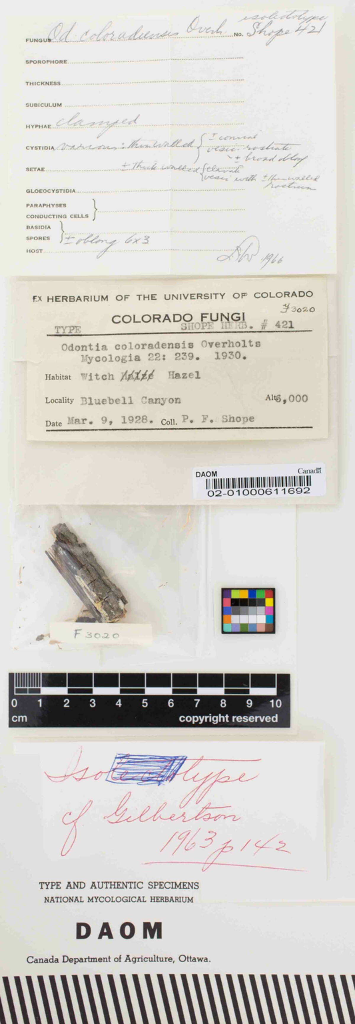 Odontia coloradensis image