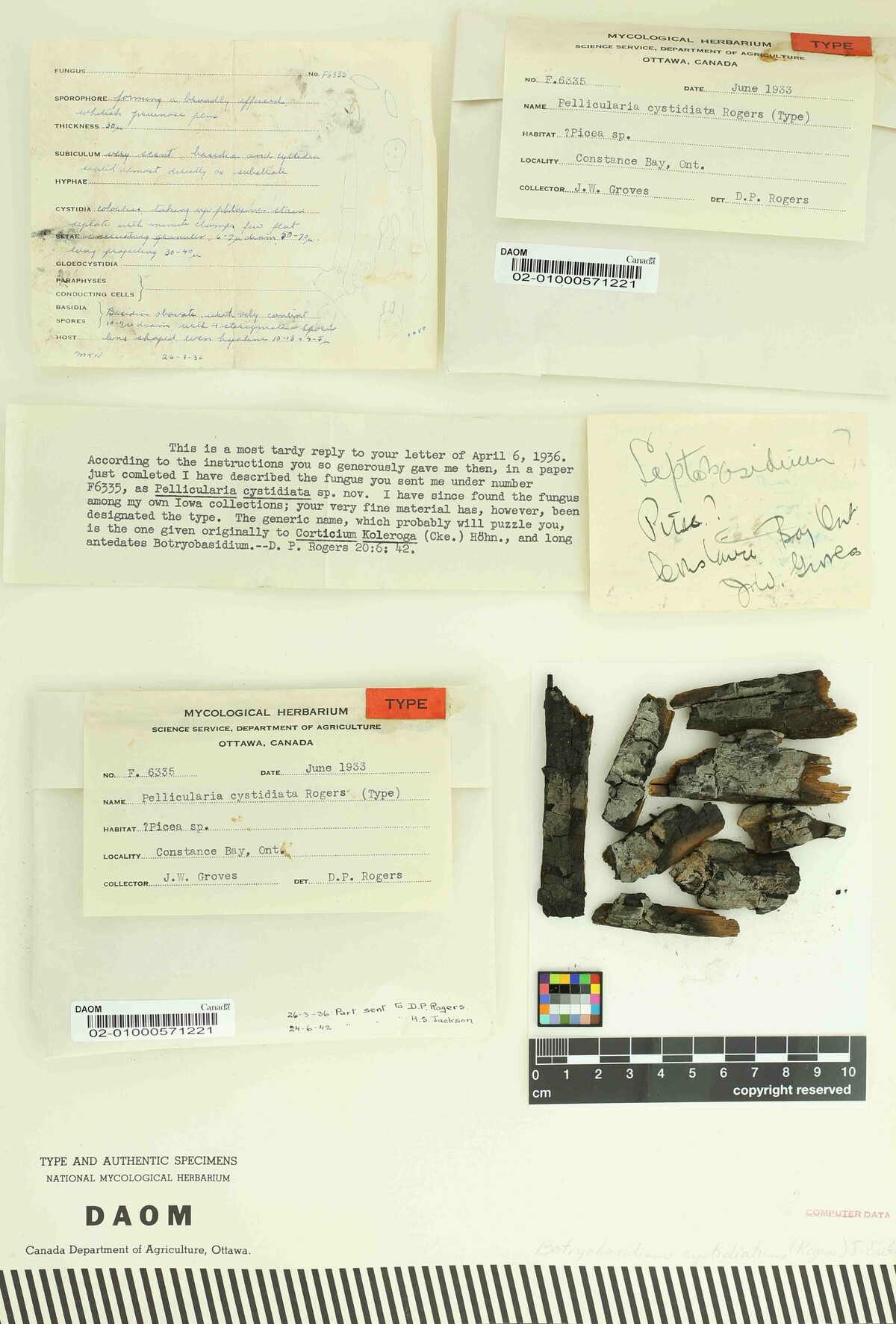 Suillosporium cystidiatum image