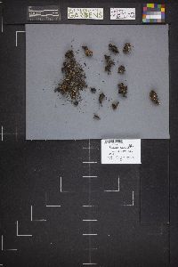 Peziza repanda image