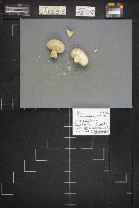 Lycoperdon floccosum image