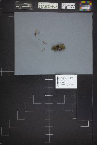 Microglossum rufum image