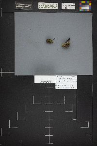 Geoglossum nigritum image