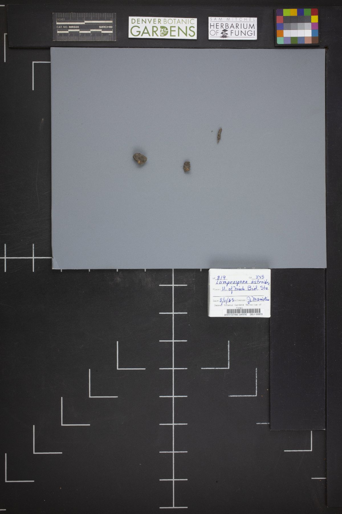Lamprospora astroidea image