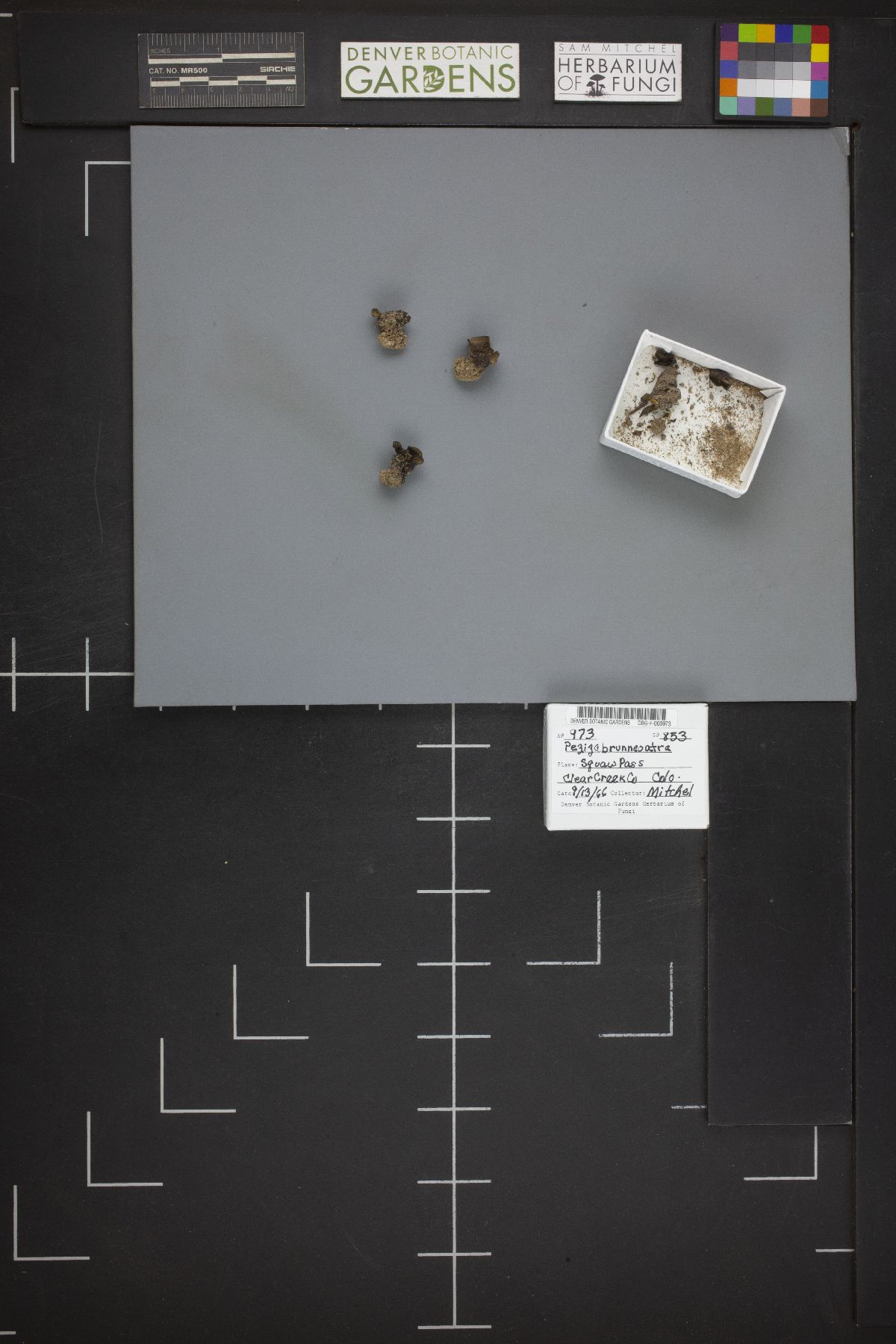 Peziza brunneoatra image
