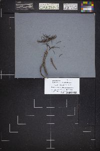 Lachnellula arida image