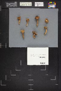 Lactarius luculentus image