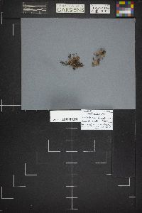 Microglossum rufum image