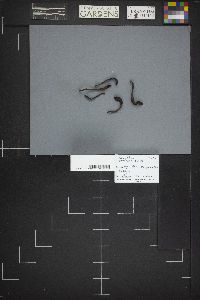 Geoglossum simile image