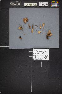 Spathularia velutipes image