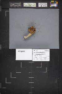 Gyromitra infula image