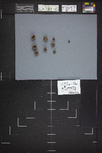 Humaria hemisphaerica image