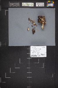 Gyromitra infula image