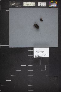 Guepiniopsis alpina image