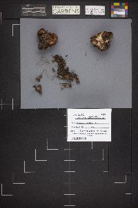 Peziza repanda image