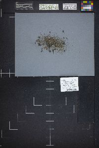 Sclerotinia sclerotiorum image