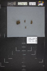 Caloscypha fulgens image